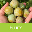 Sheperds Bullace fruit in the palm of a hand